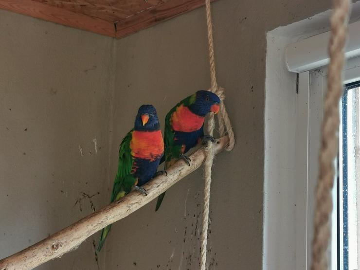 Gebirgslori Zuchtpaar - Papageien - Bild 1