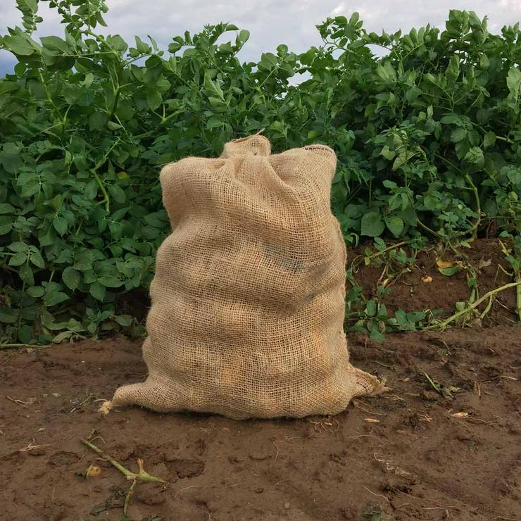 Bild 4: Agria Kartoffeln kaufen - Direkt vom Bauern zu Ihnen nach Hause! 9, 31 EUR für 10 kg