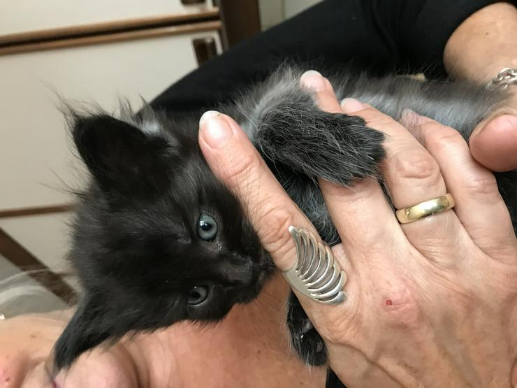 Bild 7: Reinrassige Maine Coon Kitten
