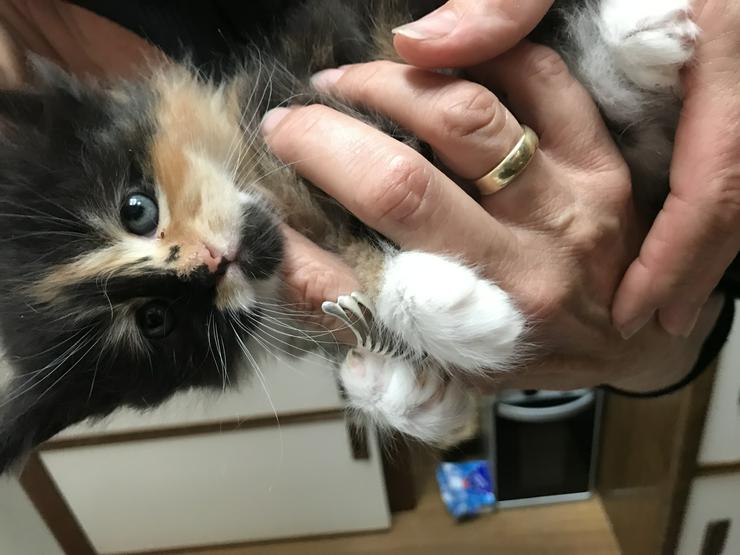 Reinrassige Maine Coon Kitten