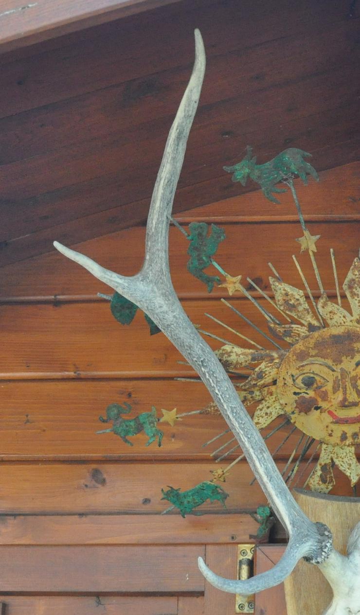 Bild 3: Altes und dekoratives Hirschgeweih mit Schädel auf Trophäen-Schild