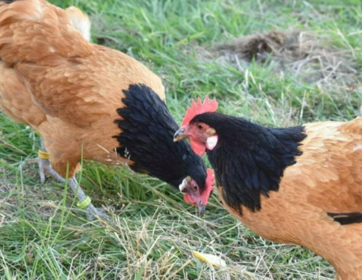 Bild 2: Rassehühner Hühner wie Araucana, Marans , Grünleger, Königsberger, sussex, Rhodeländer, Italiener, und andere jetzt vor reservieren möglich und im April , März , Mai abholen