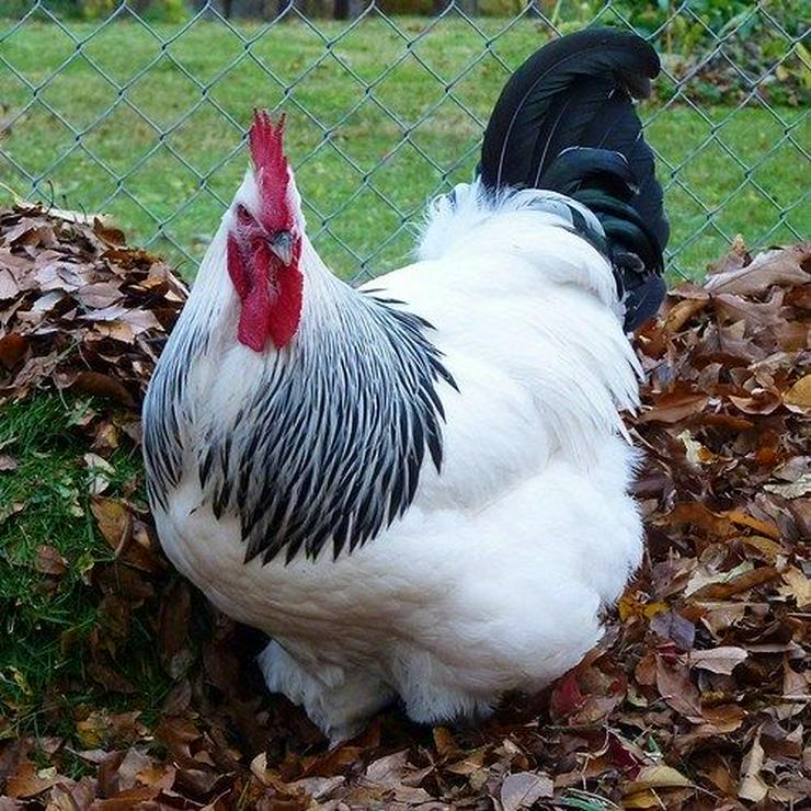 Bild 5: Rassehühner Hühner wie Araucana, Marans , Grünleger, Königsberger, sussex, Rhodeländer, Italiener, und andere jetzt vor reservieren möglich und im April , März , Mai abholen