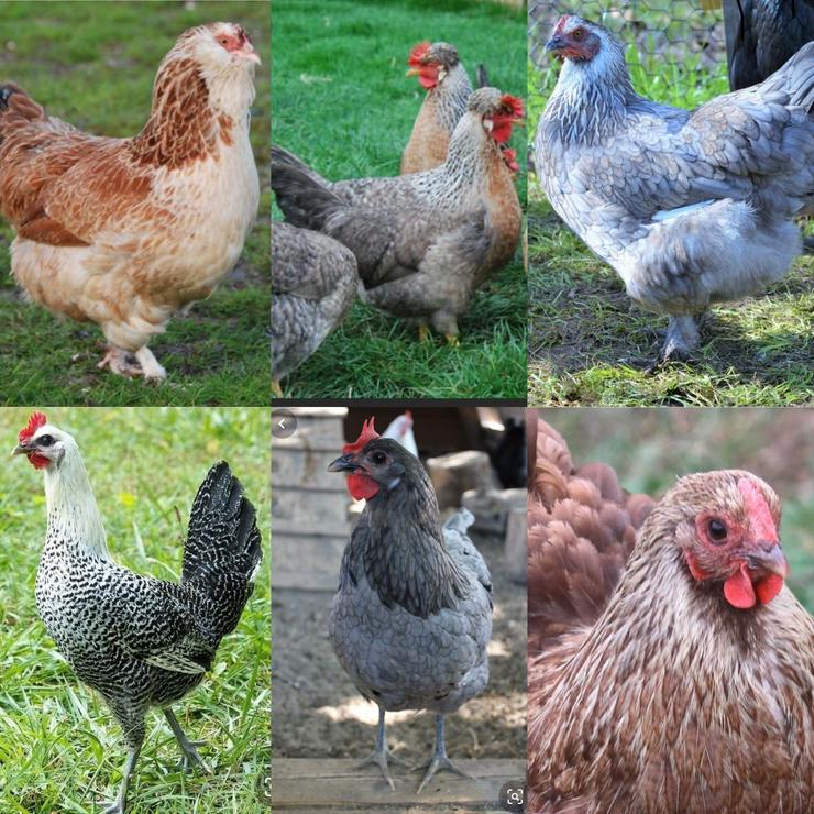 Bild 7: Rassehühner Hühner wie Araucana, Marans , Grünleger, Königsberger, sussex, Rhodeländer, Italiener, und andere jetzt vor reservieren möglich und im April , März , Mai abholen