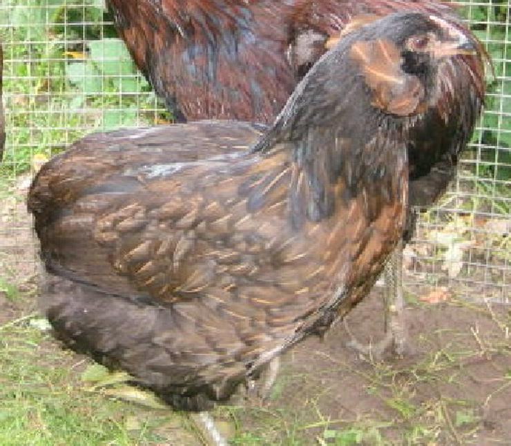 Bild 6: Rassehühner Hühner wie Araucana, Marans , Grünleger, Königsberger, sussex, Rhodeländer, Italiener, und andere jetzt vor reservieren möglich und im April , März , Mai abholen