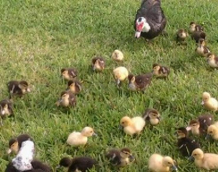 Bild 3: Rassehühner Hühner wie Araucana, Marans , Grünleger, Königsberger, sussex, Rhodeländer, Italiener, und andere jetzt vor reservieren möglich und im April , März , Mai abholen