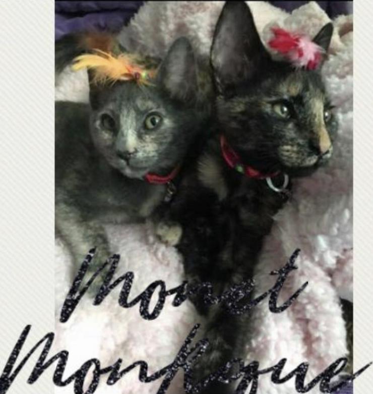 Bild 4: Carey CAT Schwestern suchen liebevolles zuhause