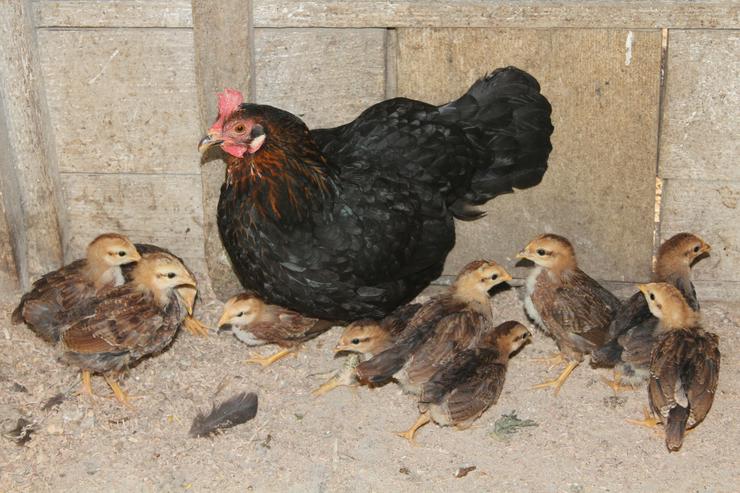 Welsumerzwerghühnerküken 8 Sück gemischt mit Mixglucke - Hühner & Puten - Bild 2
