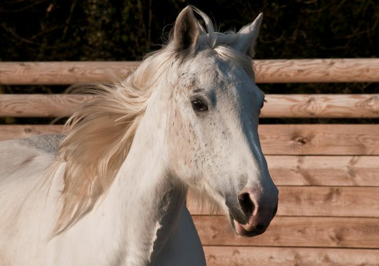Wellness für Pferde - Tierbetreuung & Training - Bild 1