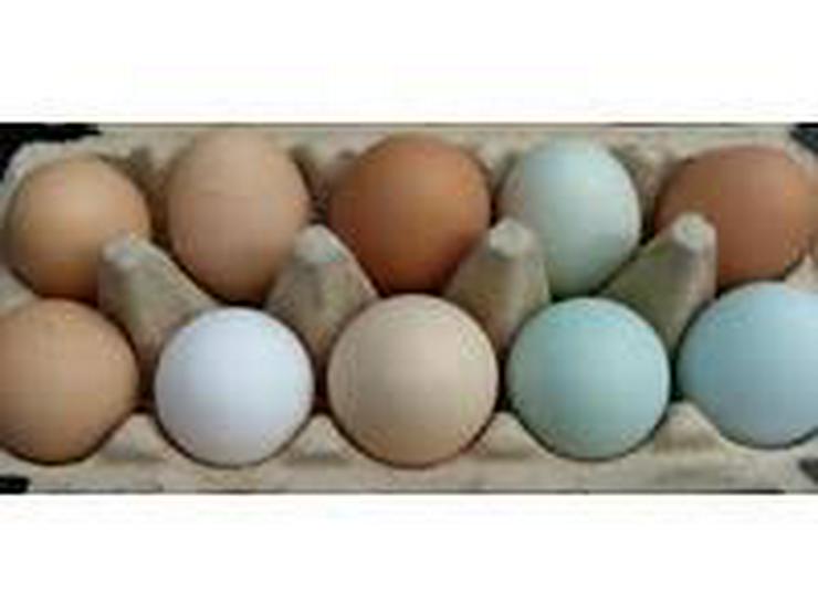 Bild 3: Araucana Hühner Original Rassehühner BIO Nachzucht zu verkaufen , jetzt vor reservieren möglich März April abholen. 