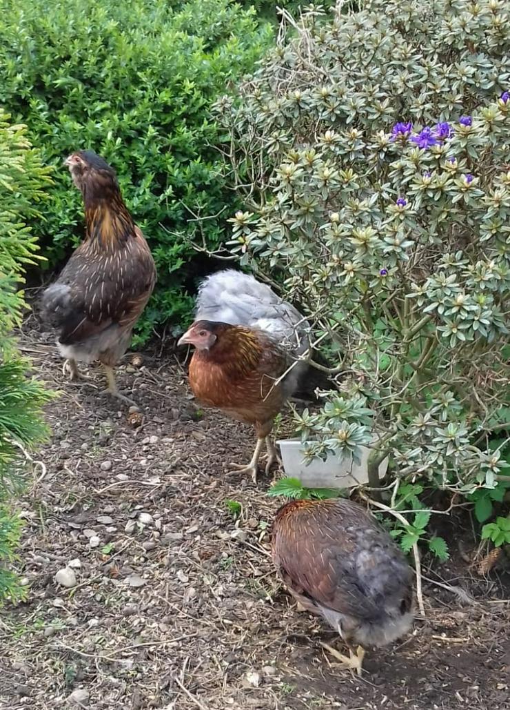 Bild 2: Araucana Hühner Original Rassehühner BIO Nachzucht zu verkaufen , jetzt vor reservieren möglich März April abholen. 