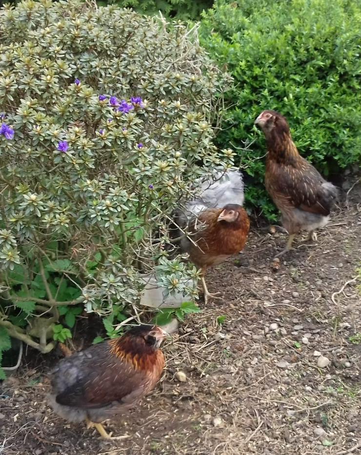 Bild 4: Araucana Hühner Original Rassehühner BIO Nachzucht zu verkaufen , jetzt vor reservieren möglich März April abholen. 