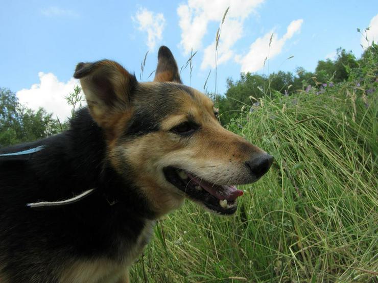 Bild 3: Hund zur Adoption - PAKO