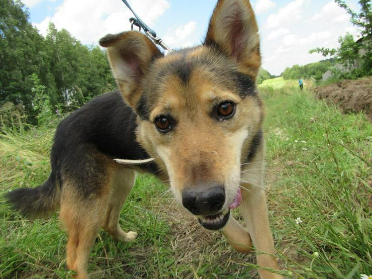 Bild 2: Hund zur Adoption - PAKO