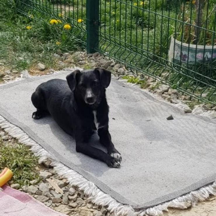 Hündin zur Adoptionen - DAMA - Mischlingshunde - Bild 1