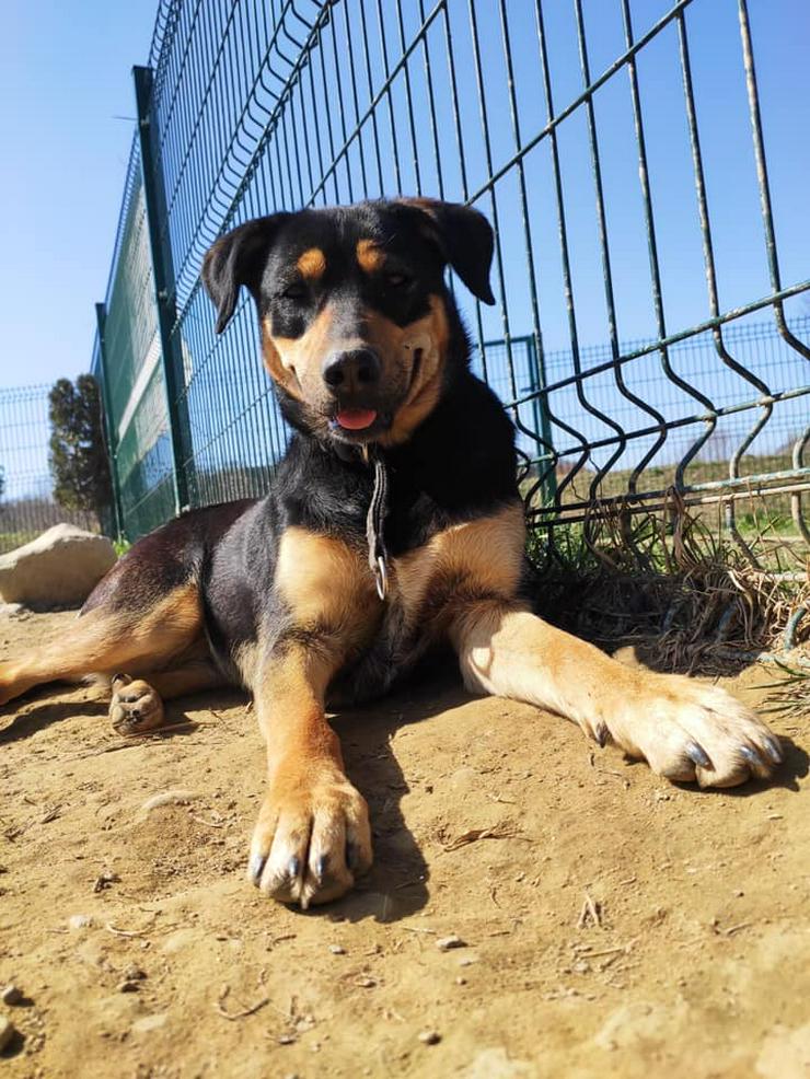 Hündin zur Adoption - KAWA - Mischlingshunde - Bild 1