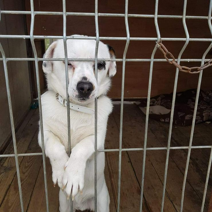 Hund zur Adoption - PODEK - Mischlingshunde - Bild 2