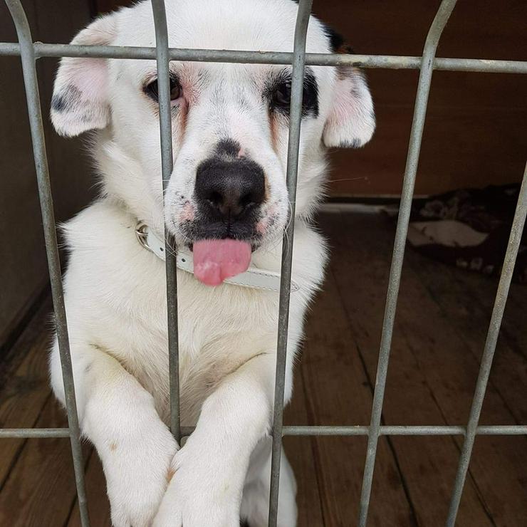 Hund zur Adoption - PODEK - Mischlingshunde - Bild 1
