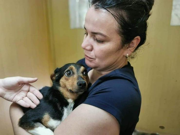 Hündin zur Adoption - NELA, GABI - Mischlingshunde - Bild 1