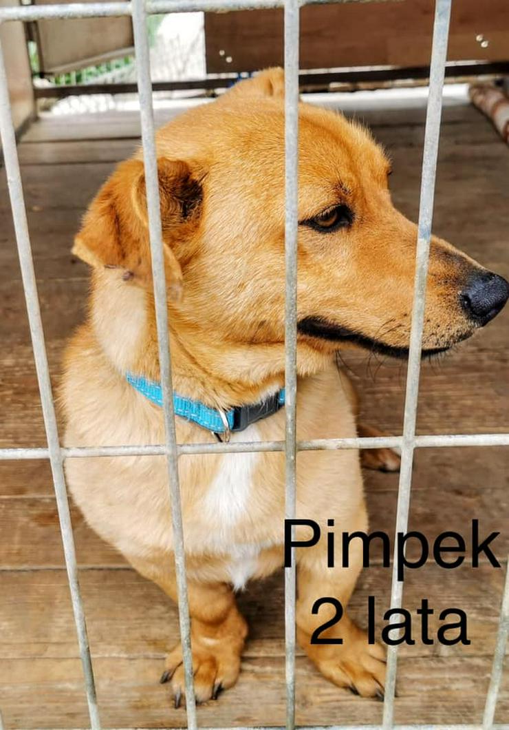 Bild 2: Hund zur Adoption - PIMPEK