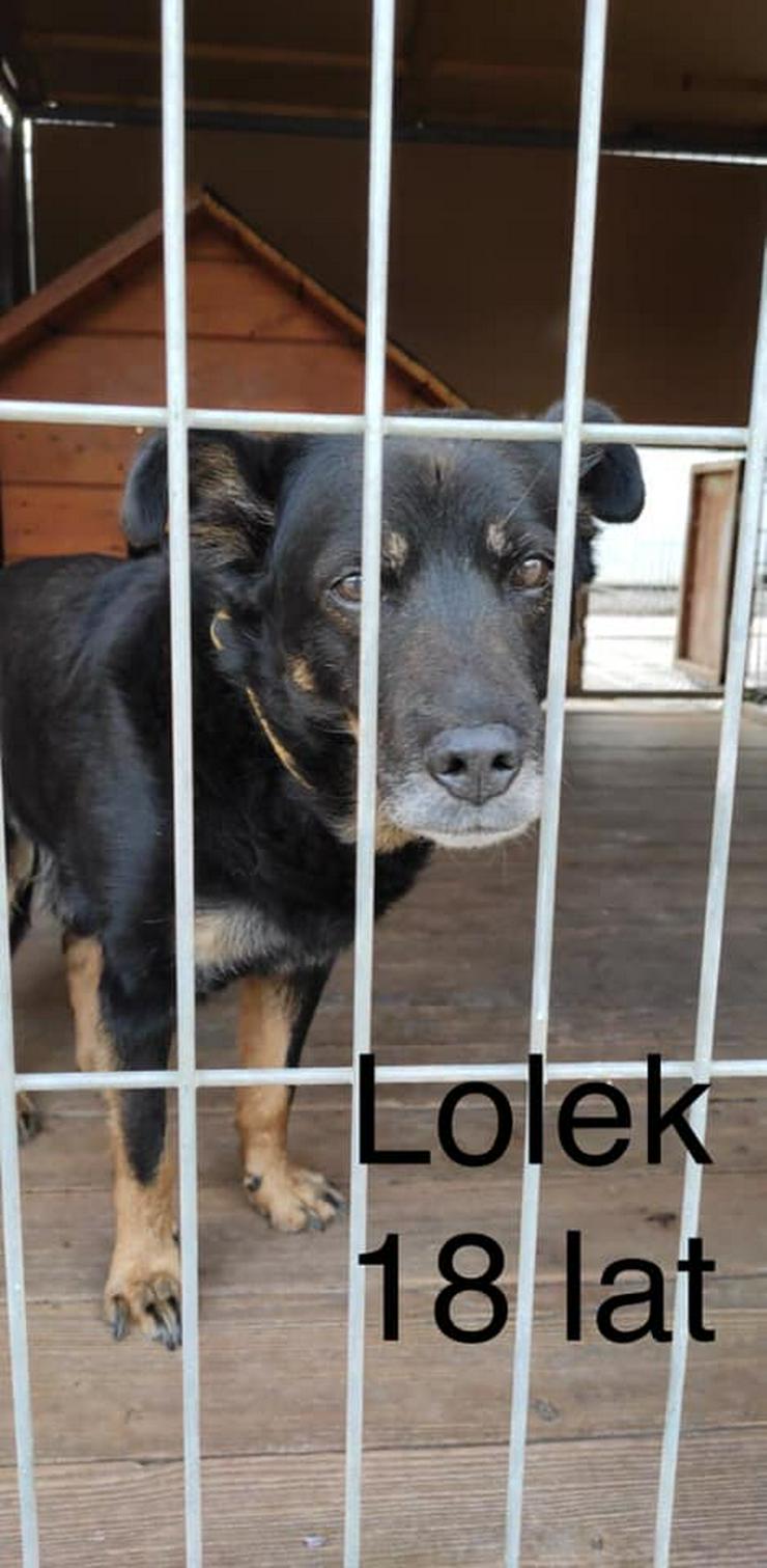 Hund zur Adoption - LOLEK - Mischlingshunde - Bild 1