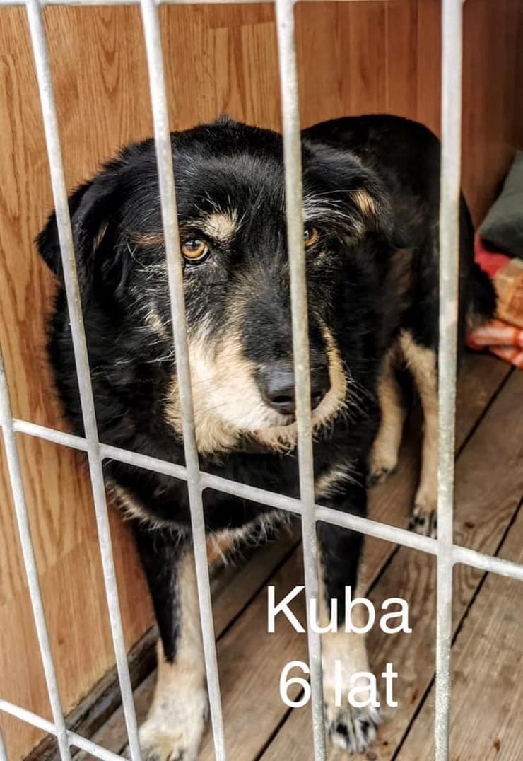 Bild 3: Hund zur Adoption - KUBUS