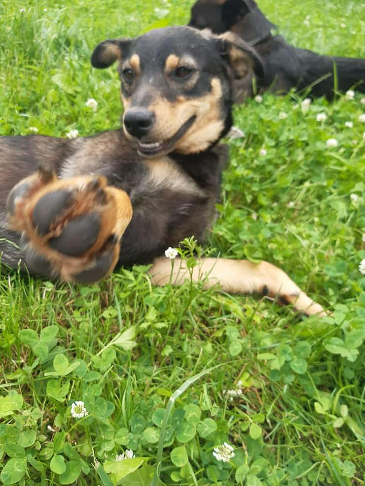 Hündin zur Adoption - JAGODA - Mischlingshunde - Bild 1