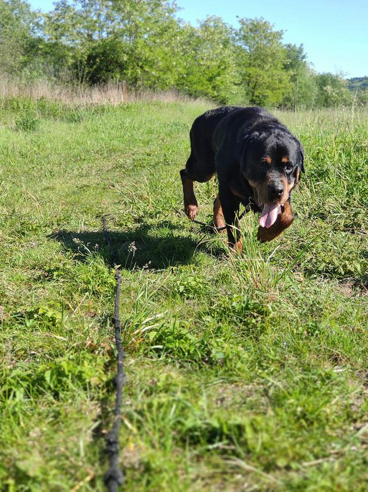 Hund zur Adoption - BUBU - Mischlingshunde - Bild 4