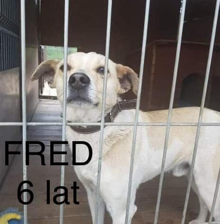 Bild 2: Hund zur Adoption - FRED