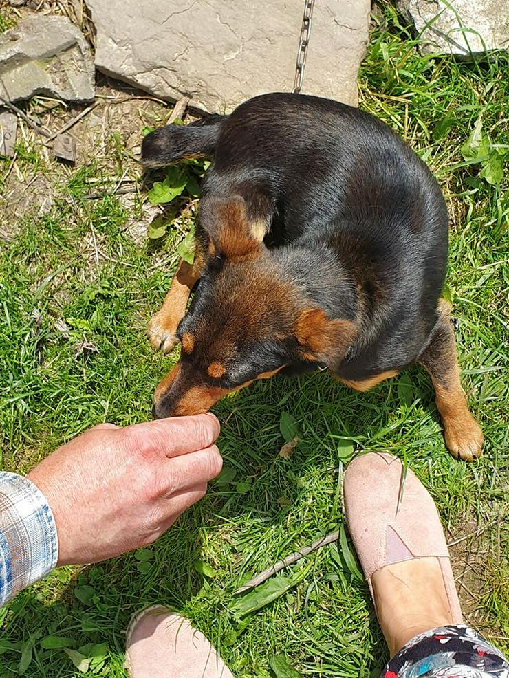 Hündin zur Adoption - FIFI - Mischlingshunde - Bild 1