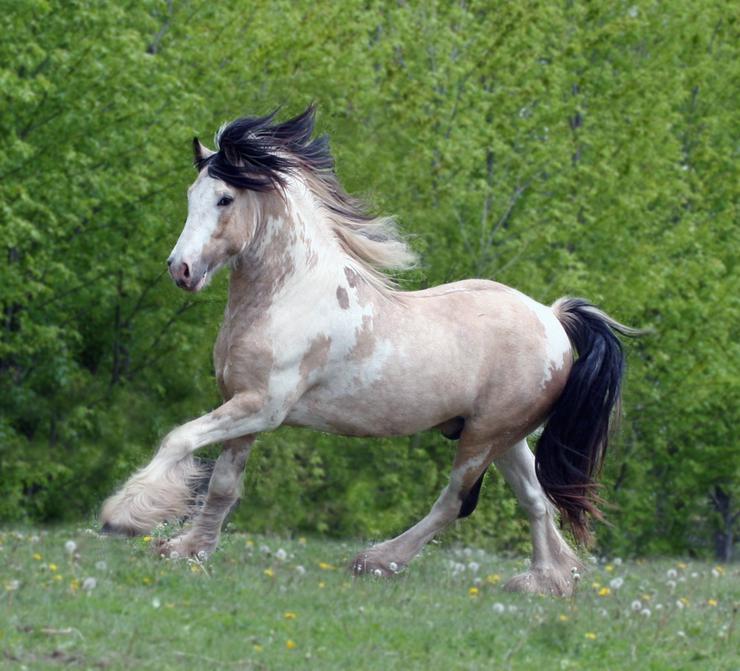 Leistungsstarker Gypsy Vanner Buckskin Hengst - Pferde (Großpferde) - Bild 1