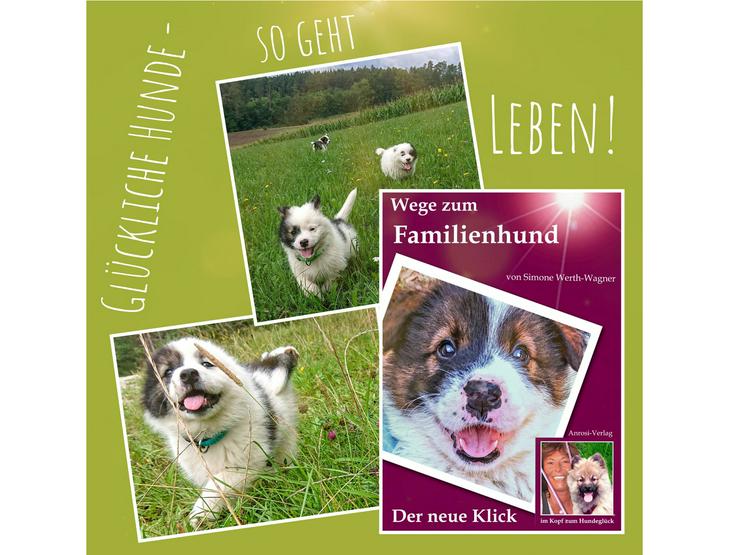 Buch Welpe Hund Familienhund Rasse Erziehung  - Tiere - Bild 4