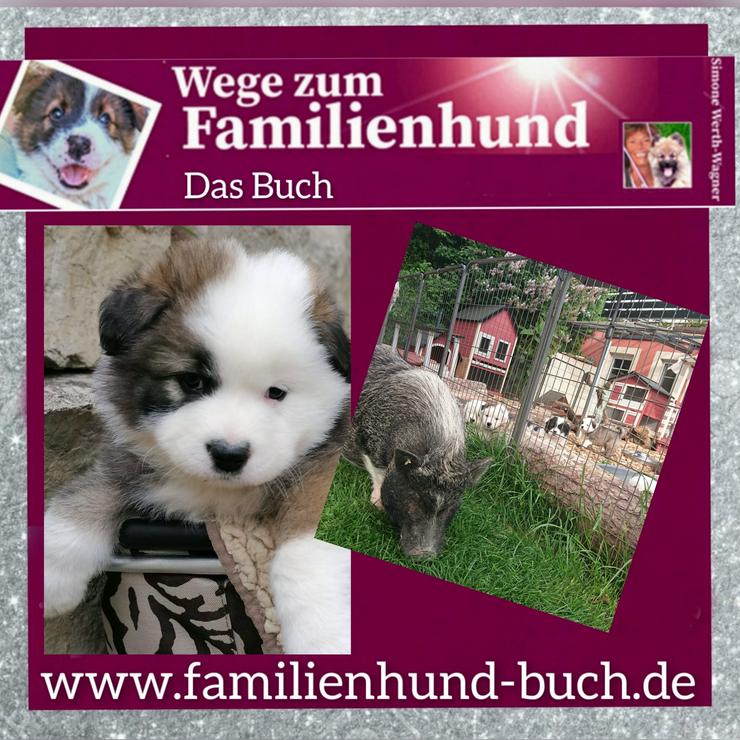 Buch Welpe Hund Familienhund Rasse Erziehung  - Tiere - Bild 6