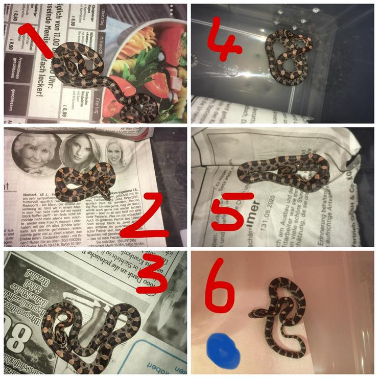 Bild 1: Schlangenbabys suchen bald neues Zuhause 