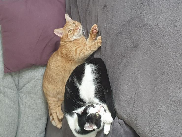 Zwei Kater schweren Herzens abzugeben - Mischlingskatzen - Bild 1