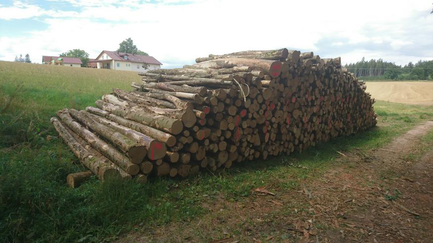 Bild 2: Brennholz Esche 4 Meter Schnittlänge bis zu 108 Raummeter