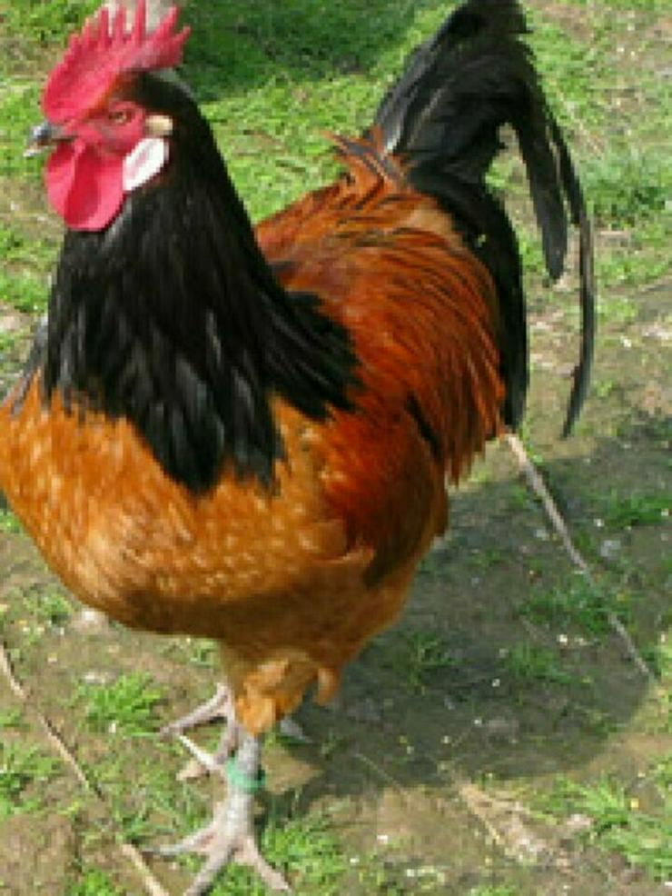 Rassevorwerk Hühner aus Nachzucht jetzt abzugeben Originale keine Hybrid ! - Hühner & Puten - Bild 1