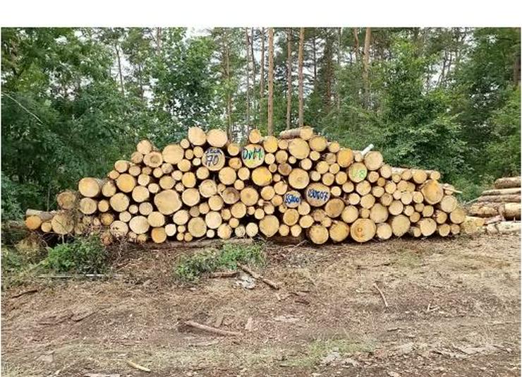 Bild 3: Brennholz Fichte 23€/fm 14€/Rm am Waldweg