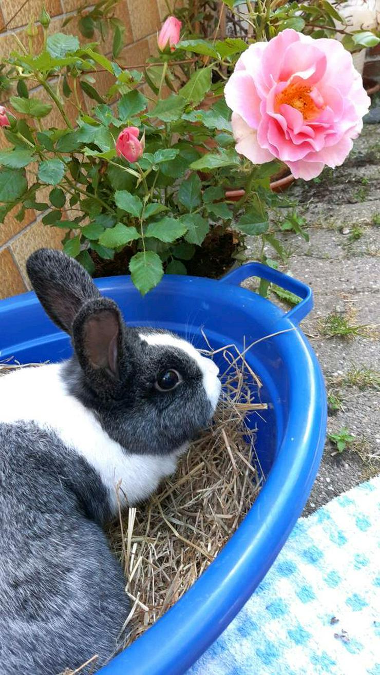 Jule sucht einen neuen Besitzer zum Schmusen! - Kaninchen & Hasen - Bild 2