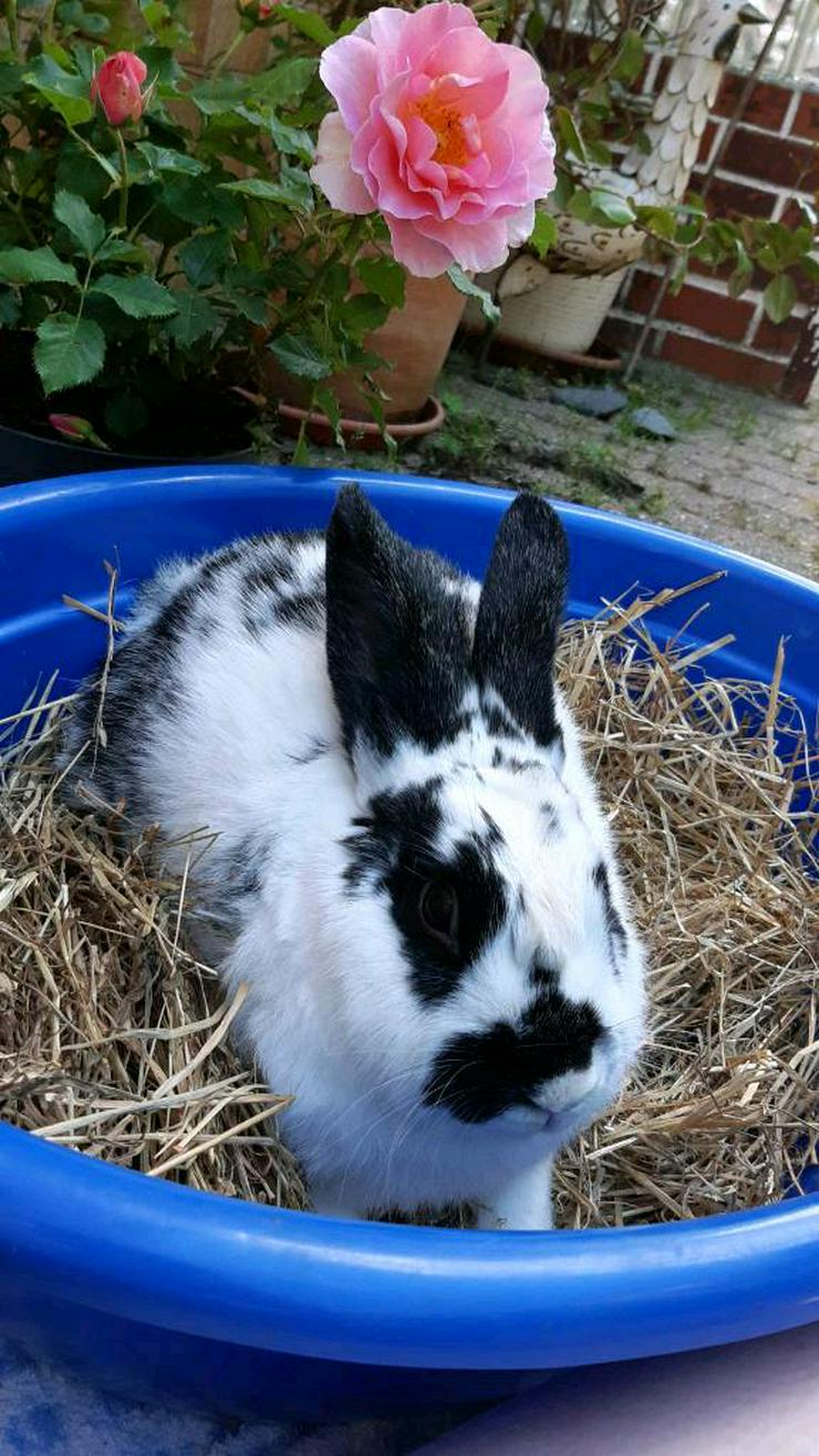 Krümel sucht ein liebevolles Zuhause! - Kaninchen & Hasen - Bild 1