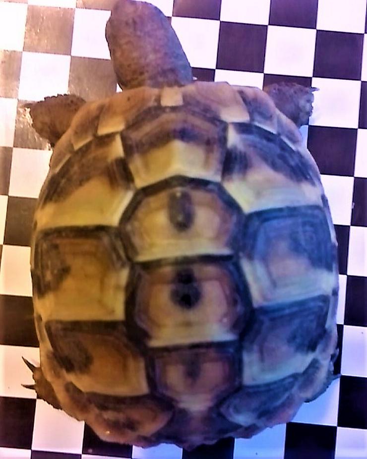 Bild 1: Landschildkröten thb aus 2019