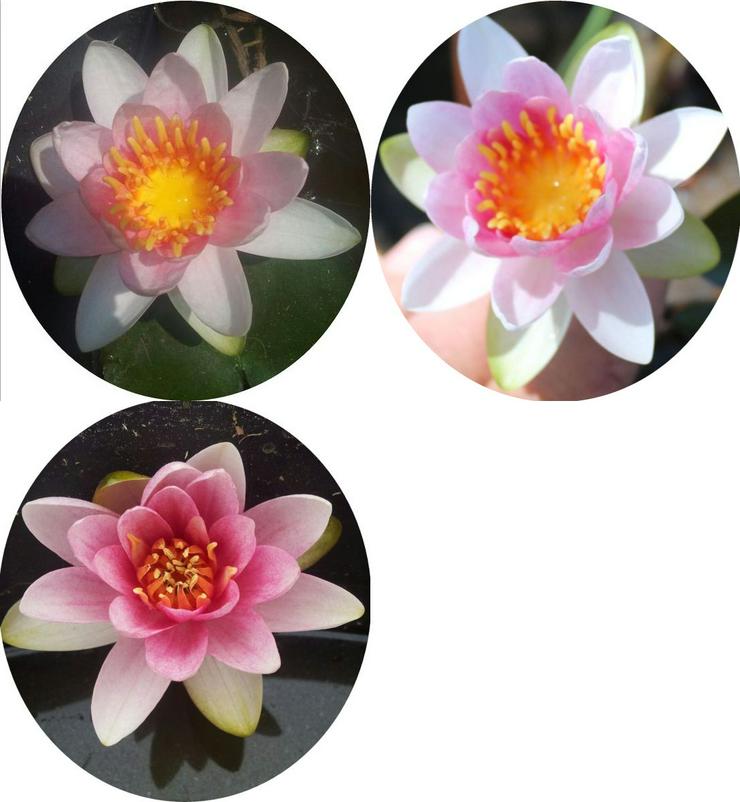 Biete: Seerose außen Rosa innen Roter Kern. Blume Pflanze - Pflanzen - Bild 1
