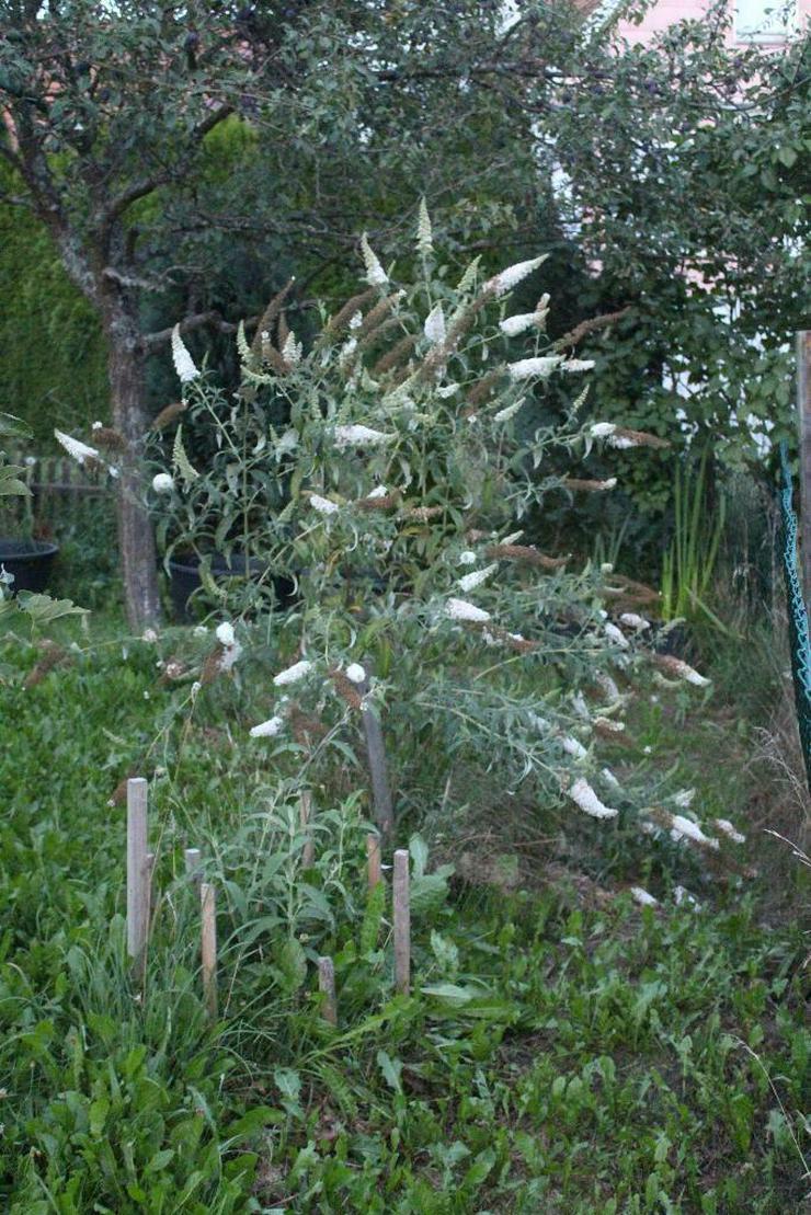 Bild 3: Biete: Sommerflieder Schmetterlingsflieder Weiß, Blumen, Pflanzen