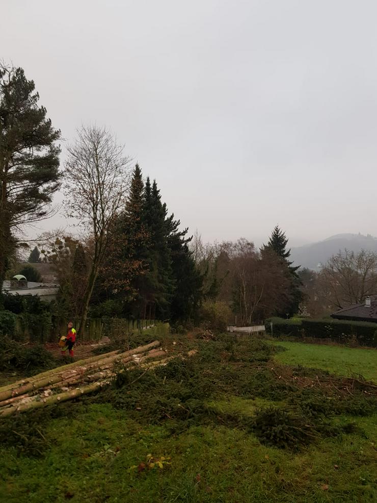 Baumfällungen, Problembaumfällung, Seilklettertechnik - Gartenarbeiten - Bild 8