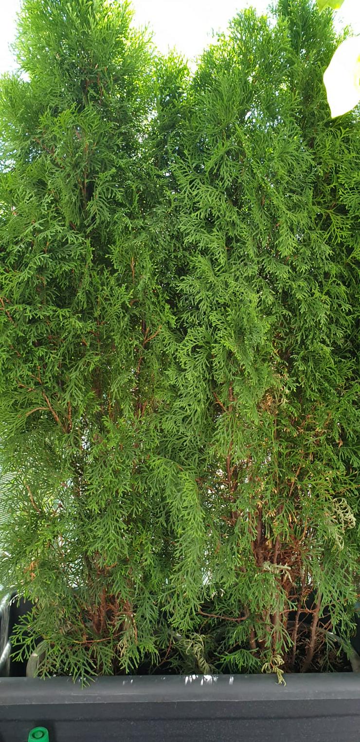 Bild 2: Gartenpflanze Tuja Smaragd, für Garten oder Balkon
