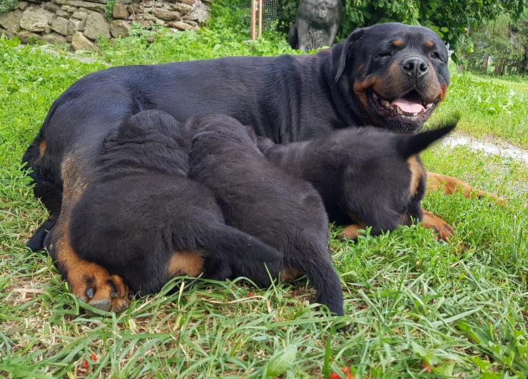 Bild 16: reinrassige Rottweiler Welpen zu vergeben