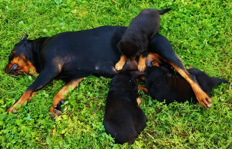 reinrassige Rottweiler Welpen zu vergeben - Rassehunde - Bild 11