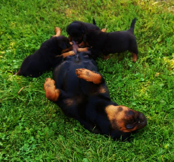 reinrassige Rottweiler Welpen zu vergeben - Rassehunde - Bild 9