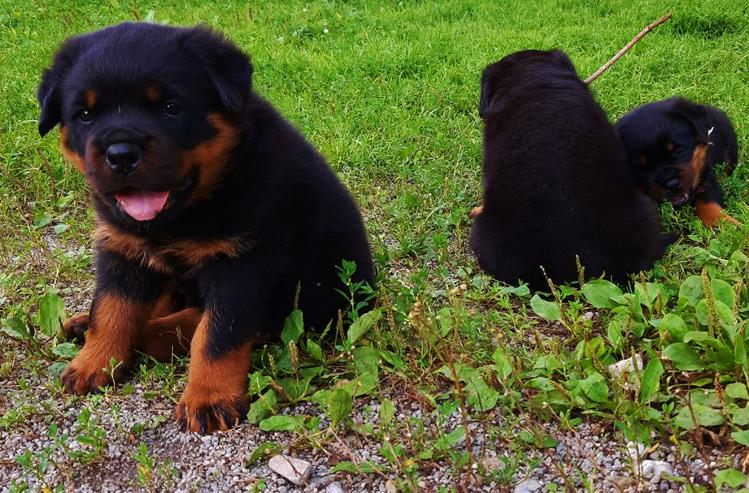 reinrassige Rottweiler Welpen zu vergeben - Rassehunde - Bild 12