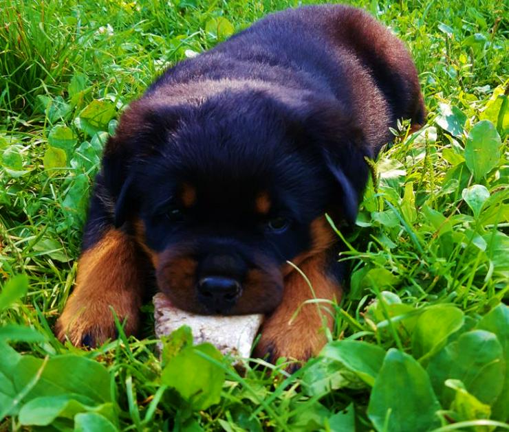 reinrassige Rottweiler Welpen zu vergeben - Rassehunde - Bild 8